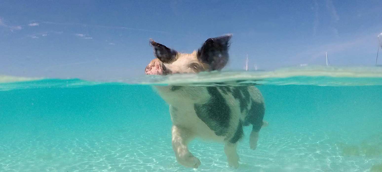 Exumas Swimming Pigs